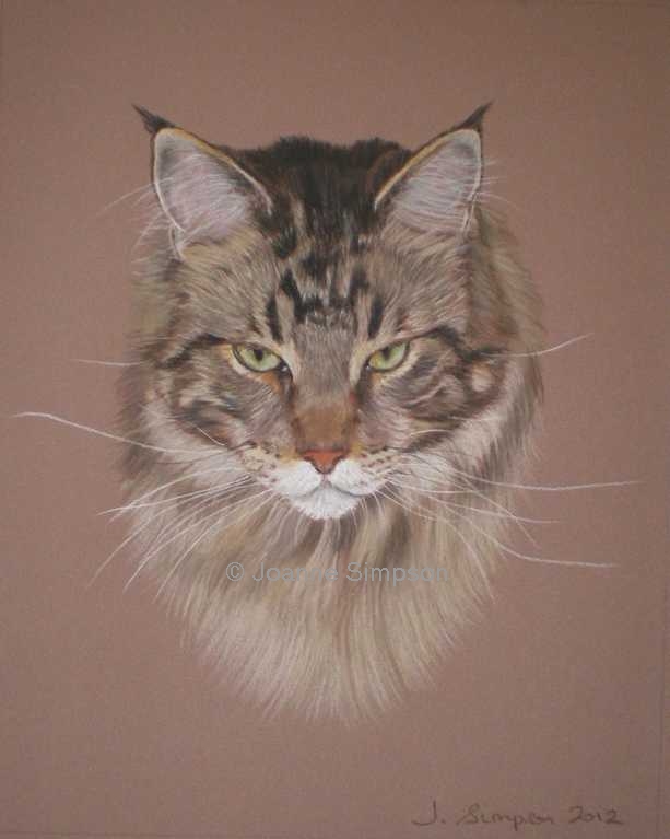 Maine Coon pet portrait